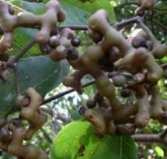 Japon Kuru Üzüm Ağacı (Hovenia Dulcis) 320-380 cm-15 Yaş-Gövde Çevresi 14-16 cm
