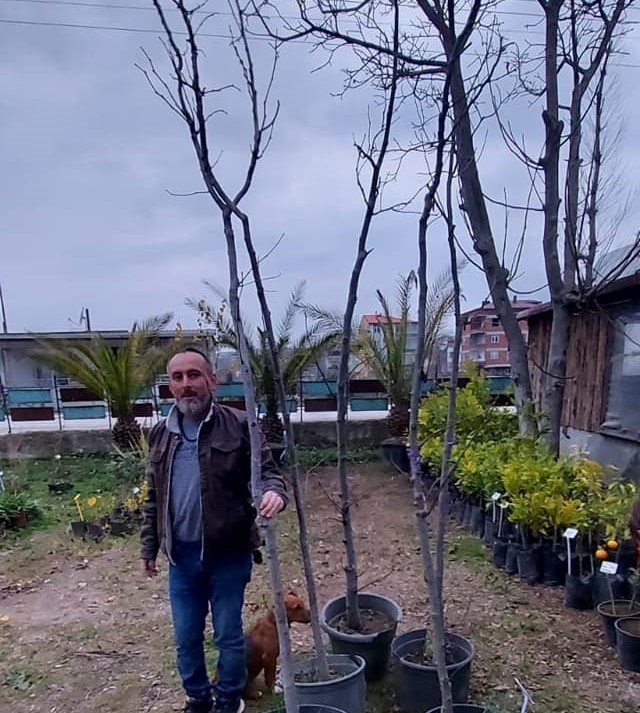 Japon Kuru Üzüm Ağacı (Hovenia Dulcis) 320-380 cm-15 Yaş-Gövde Çevresi 14-16 cm