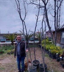 Japon Kuru Üzüm Ağacı (Hovenia Dulcis) 320-380 cm-15 Yaş-Gövde Çevresi 14-16 cm