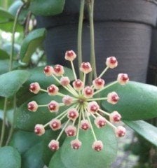 Hoya İncurvula-Mum Çiçeği 15-20 cm