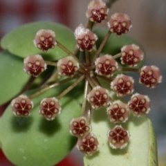 Hoya İncurvula-Mum Çiçeği 15-20 cm
