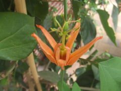 Passiflora Aurantia Fidanı