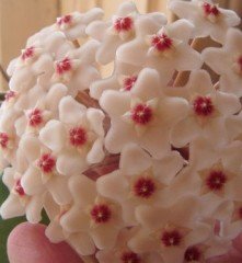 Hoya Carnosa Motoskei