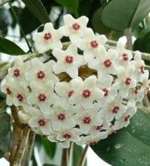 Hoya Carnosa Motoskei