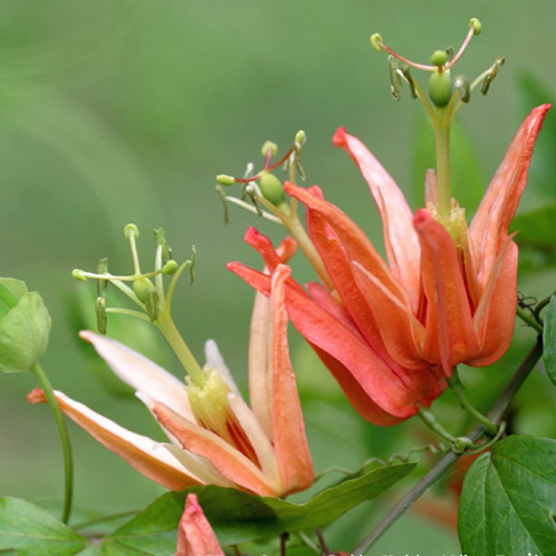 Passiflora Aurantia Fidanı