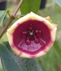 Hoya Kalimantan-Mum Çiçeği