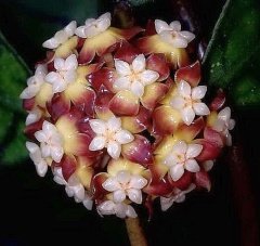 Hoya Kalimantan-Mum Çiçeği