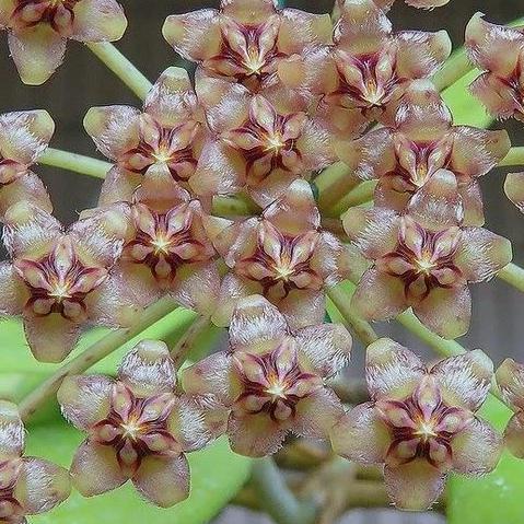 Hoya Micrantha-Mum Çiçeği