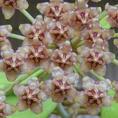 Hoya Micrantha-Mum Çiçeği