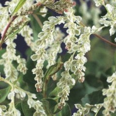 Fallopia Aubertii Sarmaşık Fidanı-Kokulu