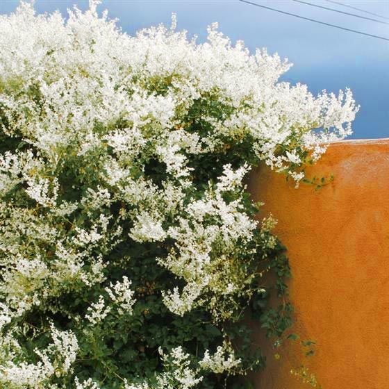 Fallopia Aubertii Sarmaşık Fidanı-Kokulu