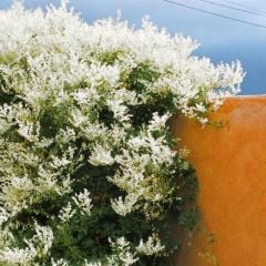 Fallopia Aubertii Sarmaşık Fidanı-Kokulu