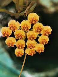 Hoya sp quezon-Mum Çiçeği