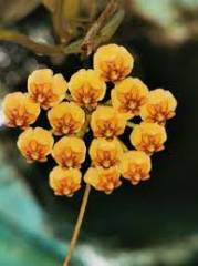 Hoya sp quezon-Mum Çiçeği