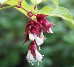 Leycesteria Formosa Golden Lanterns
