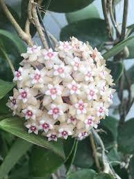 Hoya sp. Acuta (RB-Mini)