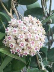 Hoya sp. Acuta (RB-Mini)