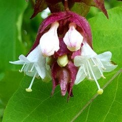 Leycesteria Formosa Golden Lanterns