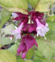 Leycesteria Formosa Golden Lanterns