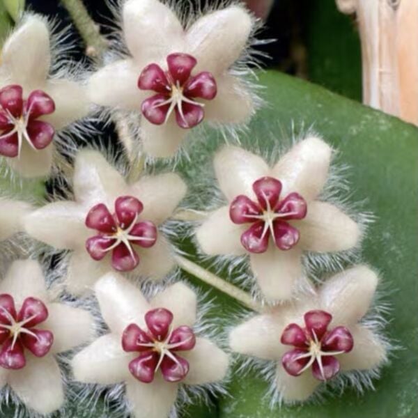 Hoya Caudata -Mum Çiçeği