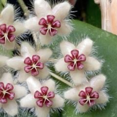 Hoya Caudata -Mum Çiçeği