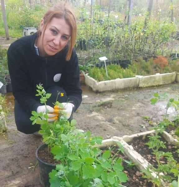 Çağın En Şifalı Bitkisi Şifalı Kırlangıç Otu-Temre Otu Fidesi-Jumbo-Anaç Fidan Saksılı
