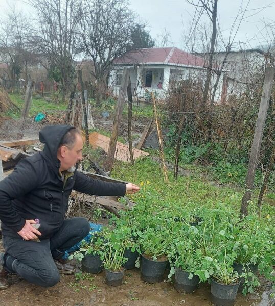 Çağın En Şifalı Bitkisi Şifalı Kırlangıç Otu-Temre Otu Fidesi-Jumbo-Anaç Fidan Saksılı