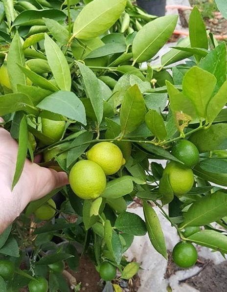 Lime (Tahiti Lime) Fidanı Çekirdeksiz-Yeşil Limon 3-4 Yaş