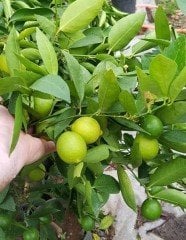 Lime (Tahiti Lime) Fidanı Çekirdeksiz-Yeşil Limon 3-4 Yaş