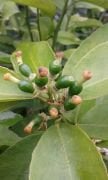 Lime (Tahiti Lime) Fidanı Çekirdeksiz-Yeşil Limon