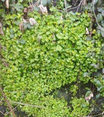 2 Adet- Cymbalaria Muralis Yellow-Sarkan Nakkaş Sarmaşığı Fidanı