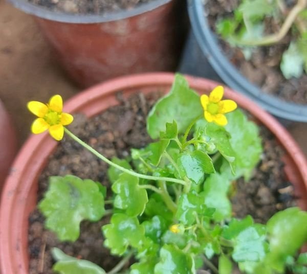 2 Adet- Cymbalaria Muralis Yellow-Sarkan Nakkaş Sarmaşığı Fidanı