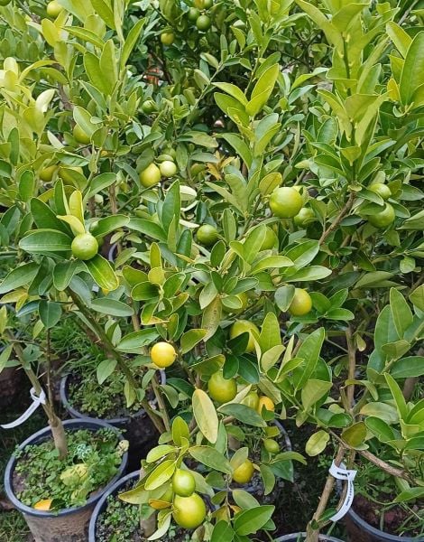 Limonella (Eustis Limequat) 140-170 cm- 6 Yaş