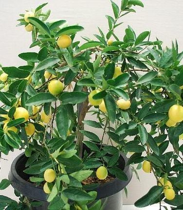 Limonella (Eustis Limequat) 140-170 cm- 6 Yaş