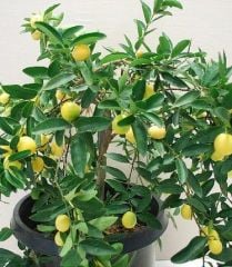 Limonella (Eustis Limequat) 140-170 cm- 6 Yaş