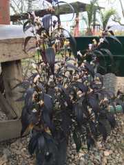 Strobilanthes anisophylla 'Brunetthy' Mavi Ruellia Meksika Petunyası -Küçük Çiçekli
