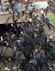 Strobilanthes anisophylla 'Brunetthy' Mavi Ruellia Meksika Petunyası -Küçük Çiçekli