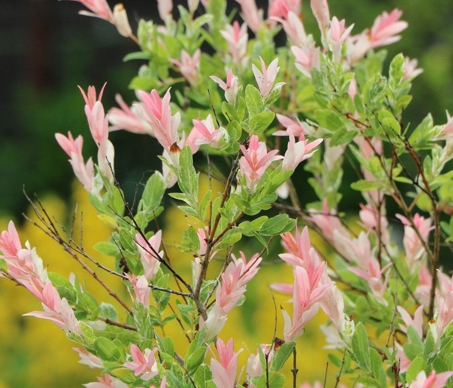 Salix İntegra Hakuro-Japon Söğüt Fidanı 40 cm