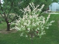 Salix İntegra Hakuro-Japon Söğüt Fidanı 40 cm