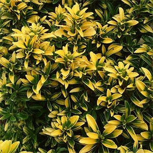 Euonymus Microphyllus Pulchellus Şimşir Yapraklı Taflan Fidanı