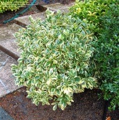 Euonymus Microphyllus Pulchellus Şimşir Yapraklı Taflan Fidanı