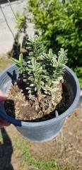 Euonymus Microphyllus Pulchellus Şimşir Yapraklı Taflan Fidanı