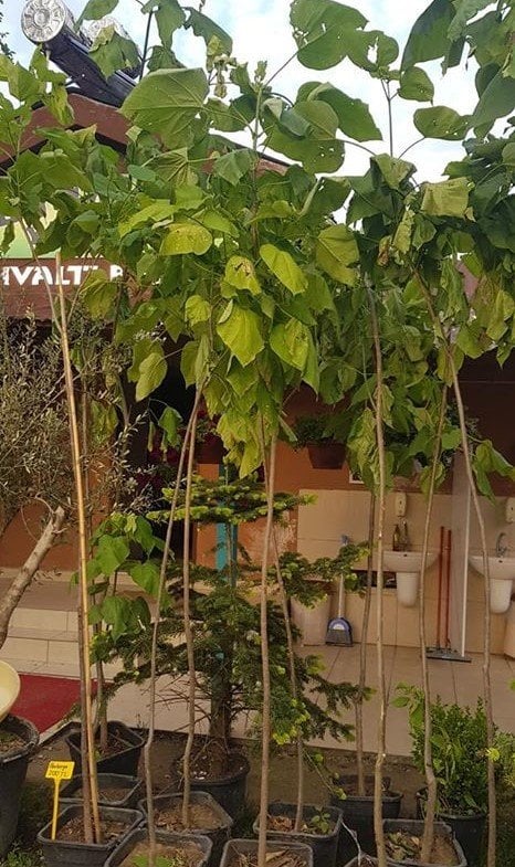 Paulownia Tomentosa-Çin Kavağı Fidanı 200 cm