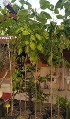 Paulownia Tomentosa-Çin Kavağı Fidanı 200 cm