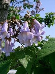 Paulownia Tomentosa-Çin Kavağı Fidanı 200 cm