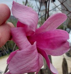 Magnolia Livingstone 350-380 cm-Gövde Çevresi  20-22 cm-İthal