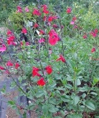 Salvia Microphylla Royal Bumble Bebek Adaçayı Fidanı