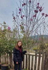Magnolia Livingstone 350-380 cm-Gövde Çevresi  20-22 cm-İthal