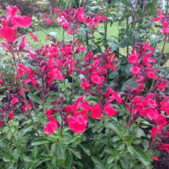 Salvia Microphylla Royal Bumble Bebek Adaçayı Fidanı
