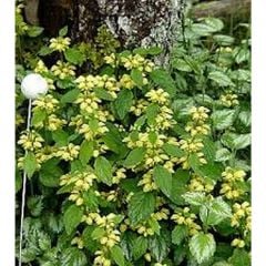 Sarı Ballıbaba Fidanı (Lamium Album)